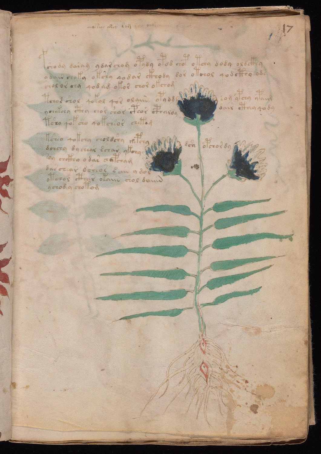 Herbal Page 31